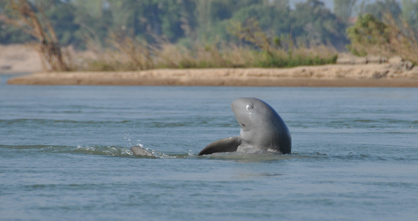 Sambor Prei Kuk - Kratie - Kompong Cham tour 3Days