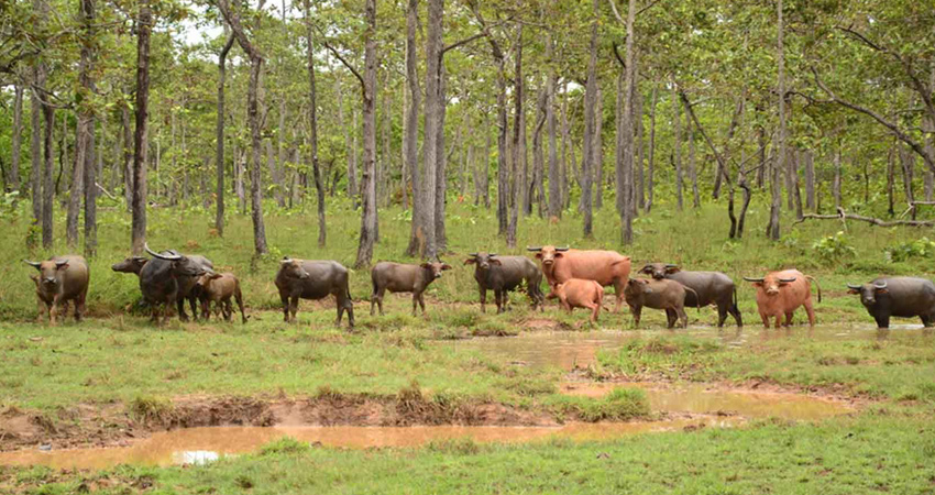Lumphat Wildlife Sanctuary Ratanakiri
