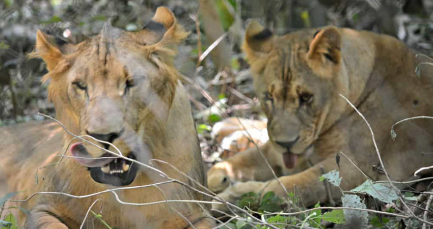 Phnom Tamao - Tonle Bati & Phnom Chisor tour 1Day