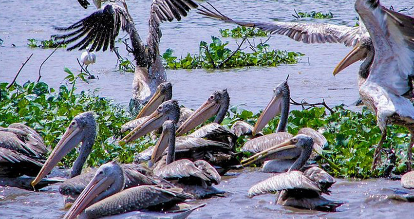 Prek Toal - Bird Sanctuary