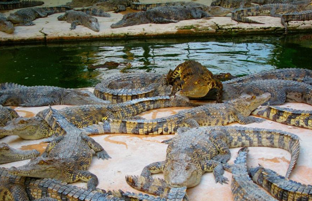 Crocodile Farm Siem Reap