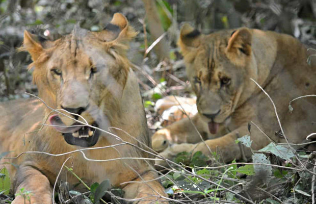 Phnom Tamao - Tonle Bati & Phnom Chisor tour 1Day