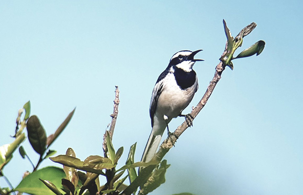 Sam Veasna Center Bird Watch