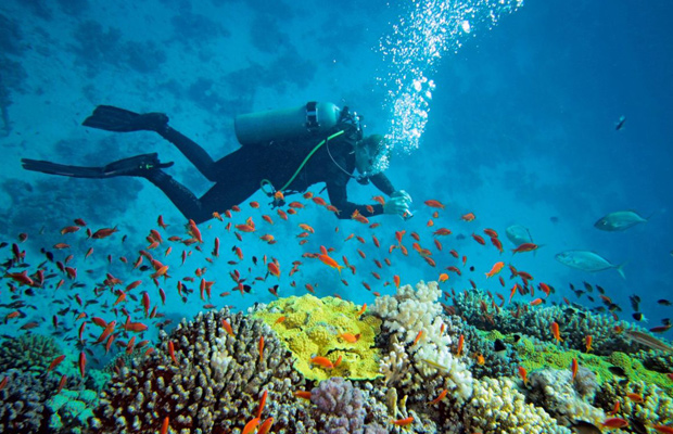 Beach Diving & Snorkeling