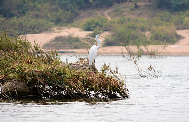 Wildlife - Stung Treng